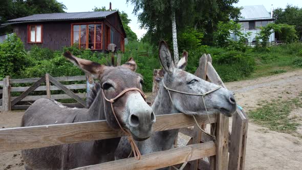 Two Donkeys Stand Behind a Corral Fence at a Donkey Farm