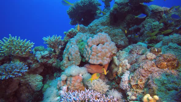 Blue Water Coral Reef Moray