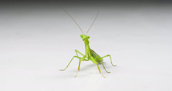 Macro Praying Mantis On White