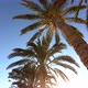 Tropical palm trees on beach - VideoHive Item for Sale