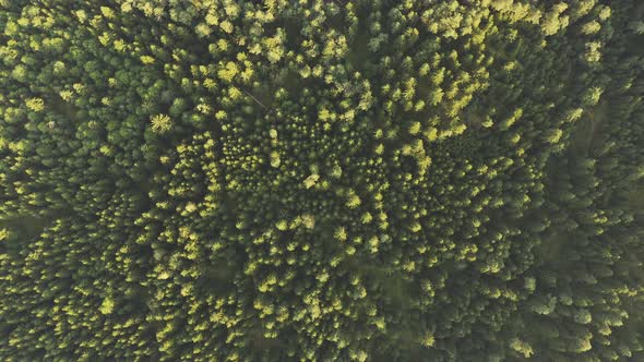 Flight Over Alpine Forest Durring Sunset Among Rural Path.