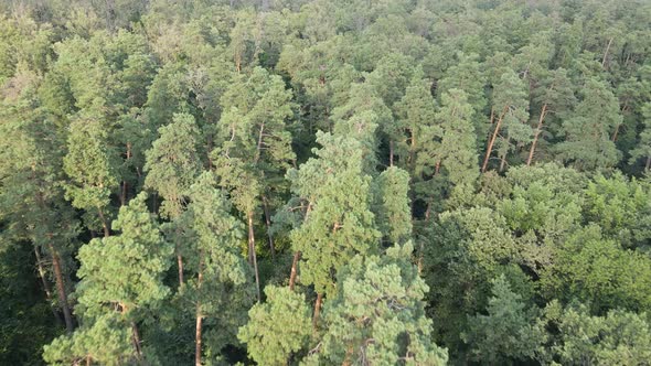 Natural Landscape in the Forest During the Day