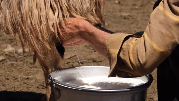 Shepherd Milking Sheep On A Farm 2