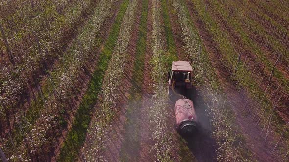 Industrial Spraying of Apple Trees