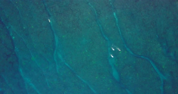 Aerial drone view of surfers surfing over a coral reef and waves at the beach.