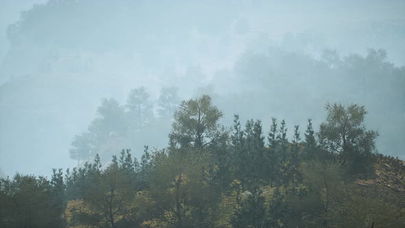 Trees on Meadow Between Hillsides with Forest in Fog