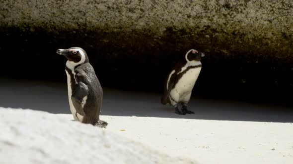 Young penguin birds in the beach 4k