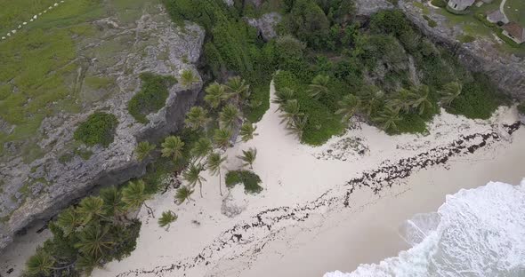 Top View Of A Wild Beach With Palm Trees And Rocks In Barbados