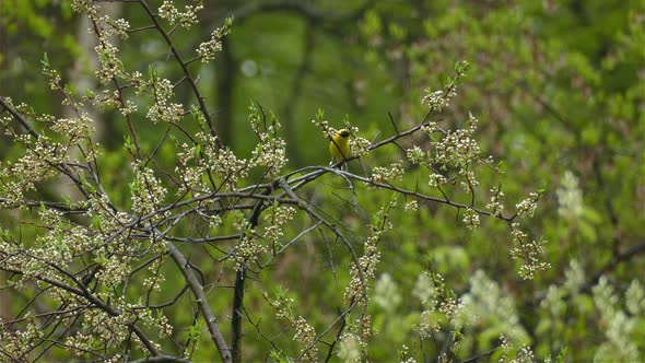 An Adult Male American Goldfinch rests on a tree, chirping, singing.