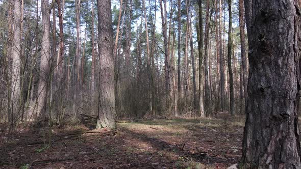 Trees in a Pine Forest During the Day Aerial View