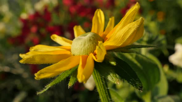 Beautiful Rudbeckia hirta Irish eyes also known as  Irish Spring flower in the garden 4K 3840X2160 U