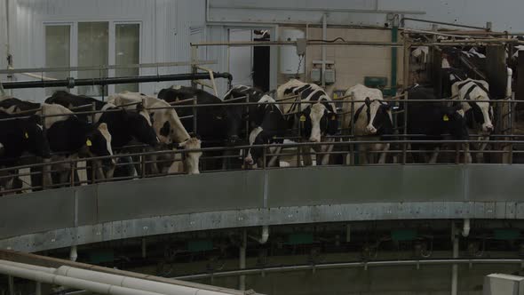 Milking Cows on the Carousel  Automatic Industrial Milking Rotary System