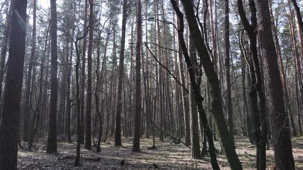 Forest Landscape Aerial View Slow Motion