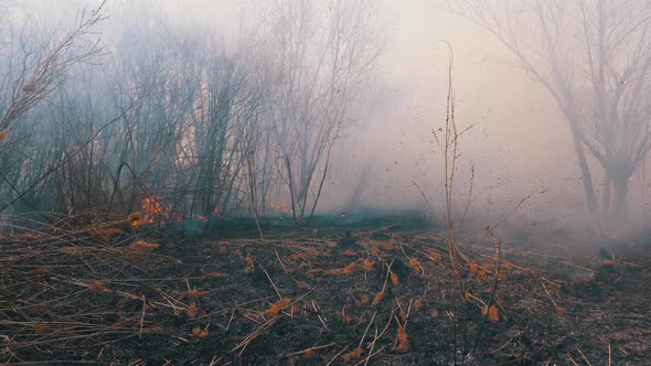 Fire in the Forest. Burning Dry Grass, Trees and Reeds. Wildfire. Slow Motion.