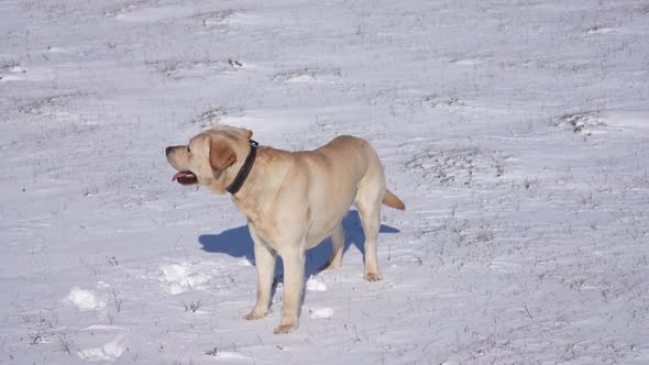 Golden Retriever Stand Outdoors on the Snow