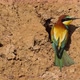 European Beeeater or Merops Apiaster - VideoHive Item for Sale