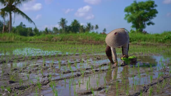 Slowmotion Shot of Two Undefined Women Planting Rice Seedlings on a Big Field Surrounded with Palm