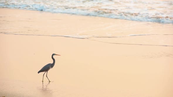 Crane Bird Walking On The Sandy Shore With Sea Waves Splashing In Goa, India - Medium Shot