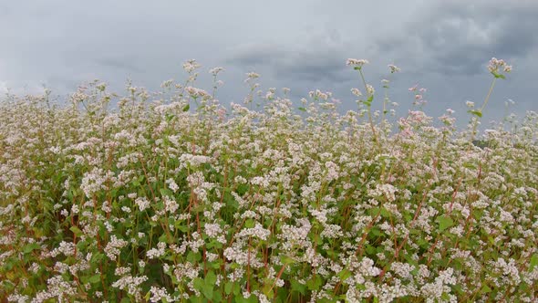 Field of flowering buckwheat