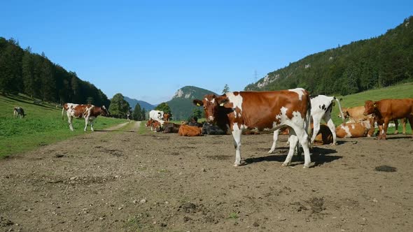 cow herd in a beautiful mountain scenery