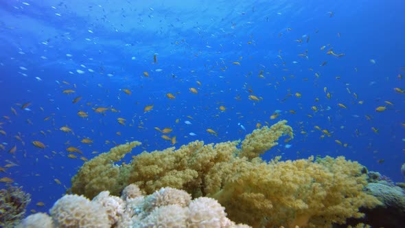 Coral Reef Marine Life