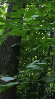 Vertical Video of a Natural Landscape During the Day in the Forest in Summer