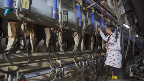 Farmer in cow milking parlor.