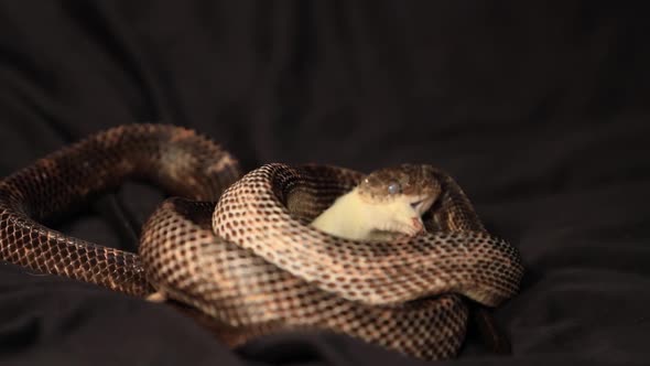 a Rat Snake Grabs the Rat with Its Teeth