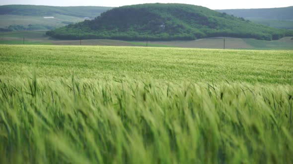 Green Wheat Field in Countryside Close Up