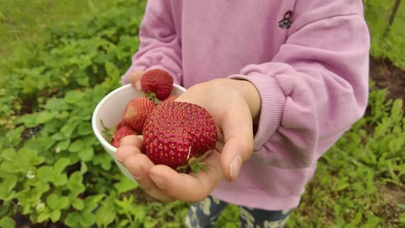 Child holds strawberry in her hand when visiting the farm