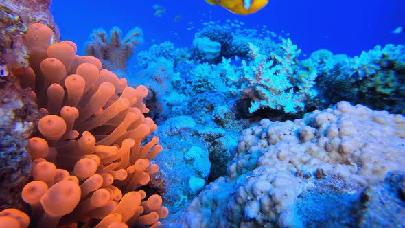 Underwater Life Red Sea Clownfish