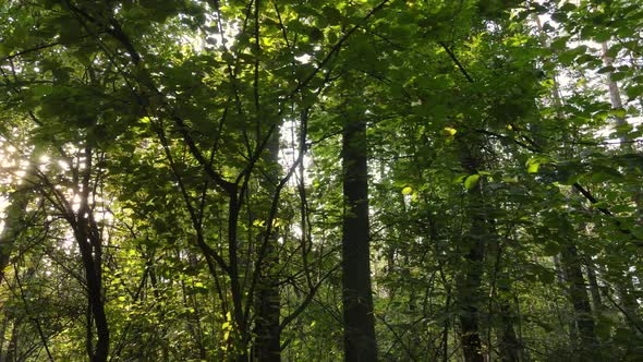 Trees in the Forest on an Autumn Day