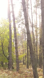 Vertical Video Trees in the Autumn Forest in the Afternoon