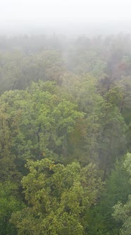 Vertical Video Fog in the Forest Aerial View