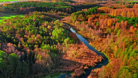 Aerial view wildlife in Poland, River and swamps in Poland.