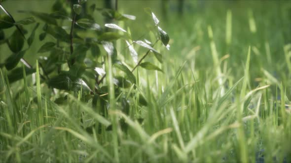 Fresh Green Grass on the Forest