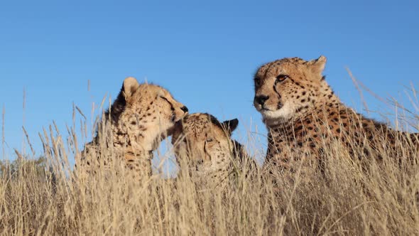 Closeup: Cheetah licks clean ear of sibling in golden savanna grass