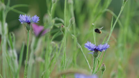 Bumblebee distributes pollen as it flies between purple cornflowers