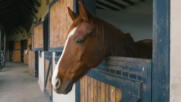 Brown Horse Head