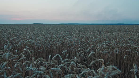 General Plan of a Wheat Field at Sunset