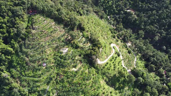 Aerial view look down plantation at hill