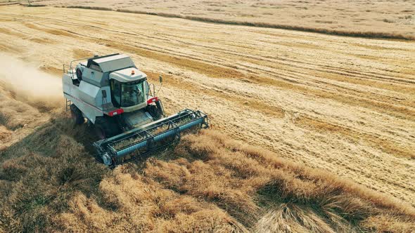 Reaping Combine Is Riding Along the Field and Harvesting Rye