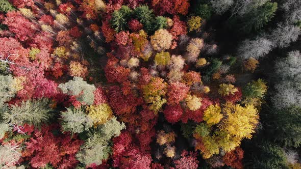 Autumn on Top View of Forest Air