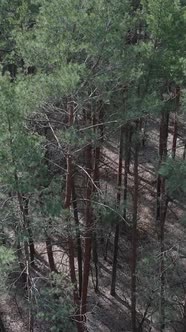 Vertical Video of Pine Forest Aerial View Slow Motion