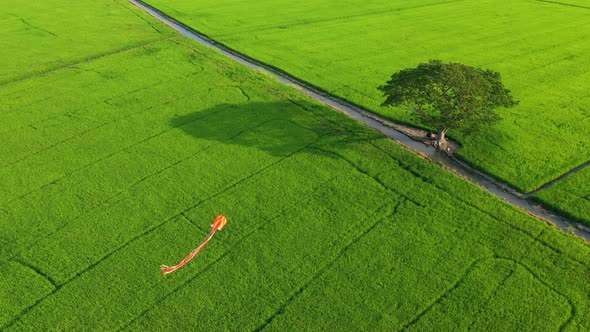 Peaceful landscape with alone tree, kites and green fields in the countryside