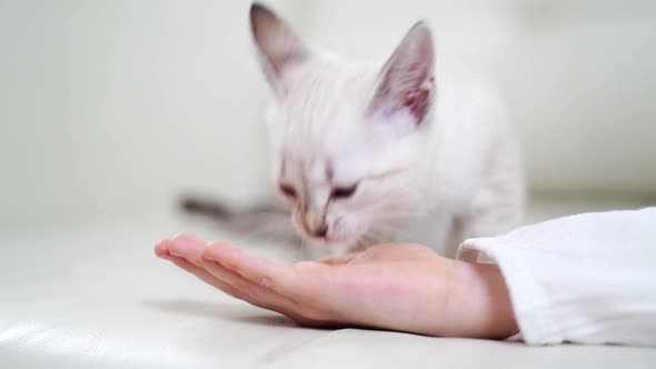 Little Girl Feeds Kitten with Palms Sitting on Couch