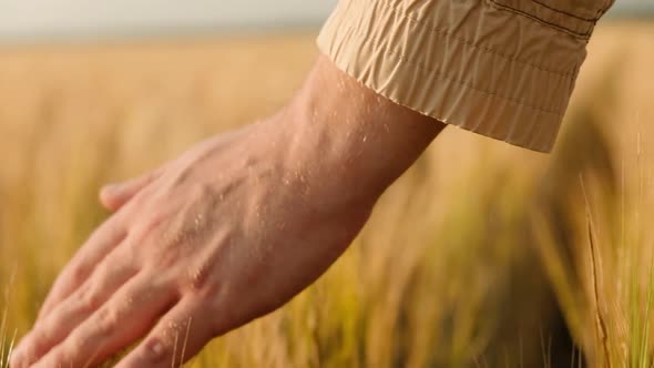 Man's Hand Touching a Golden Wheat Ear in the Wheat Field