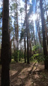 Vertical Video of a Forest with Tall Pines