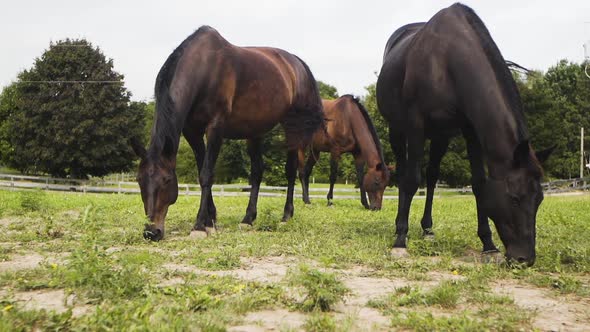 Three beautiful horses feeding on grass on a countryside farm.