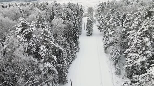 New Year's Winter Forest is Wonderfully Covered with Snow Aerial View